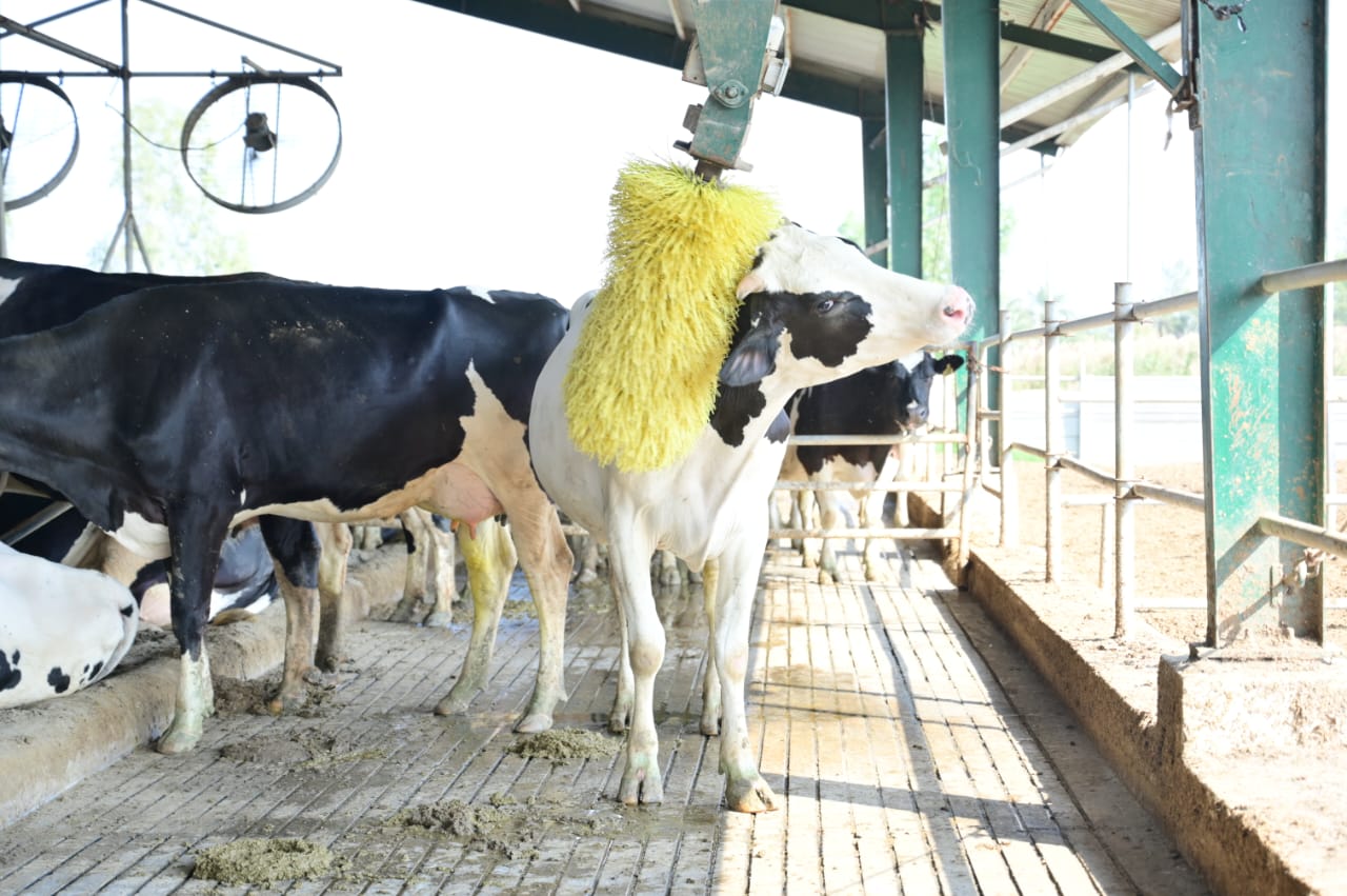 Veterinarian checking cow health